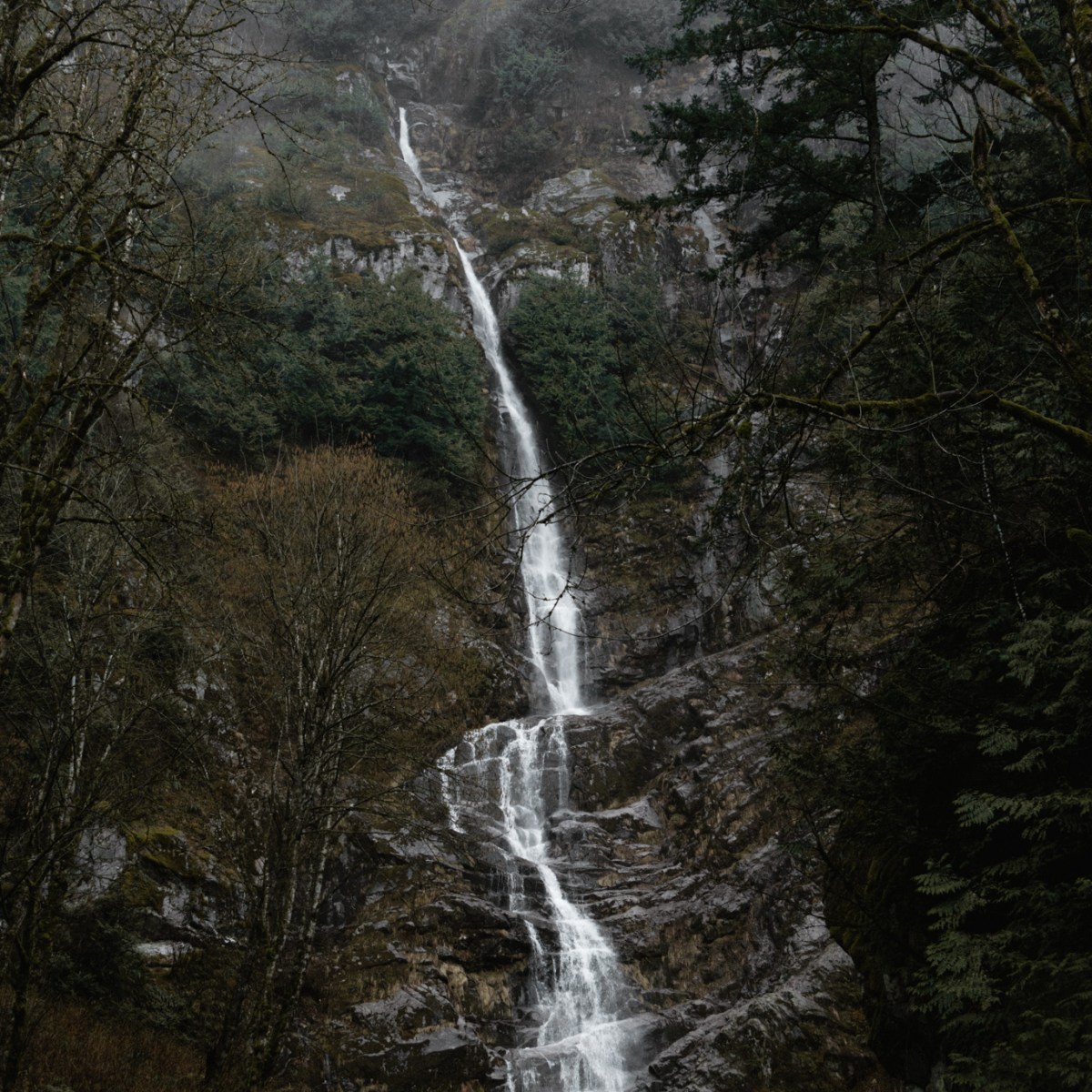 a whisper from the&nbsp;woods.