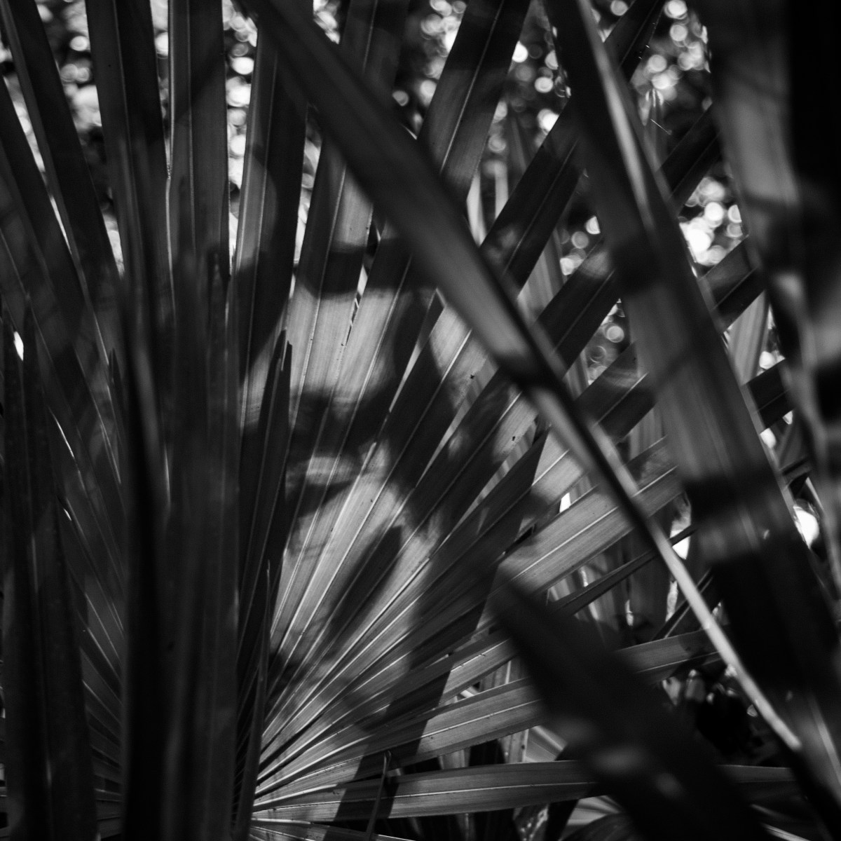 Wedding Season Part&nbsp;III/III